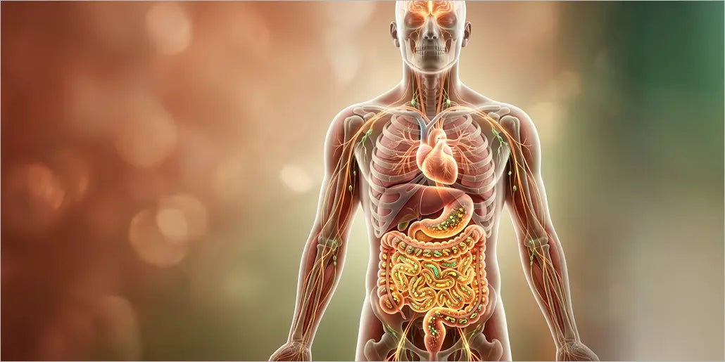 ¿Qué es la Microbiota Intestinal y por qué influye en todo el organismo?
