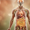 ¿Qué es la Microbiota Intestinal y por qué influye en todo el organismo?